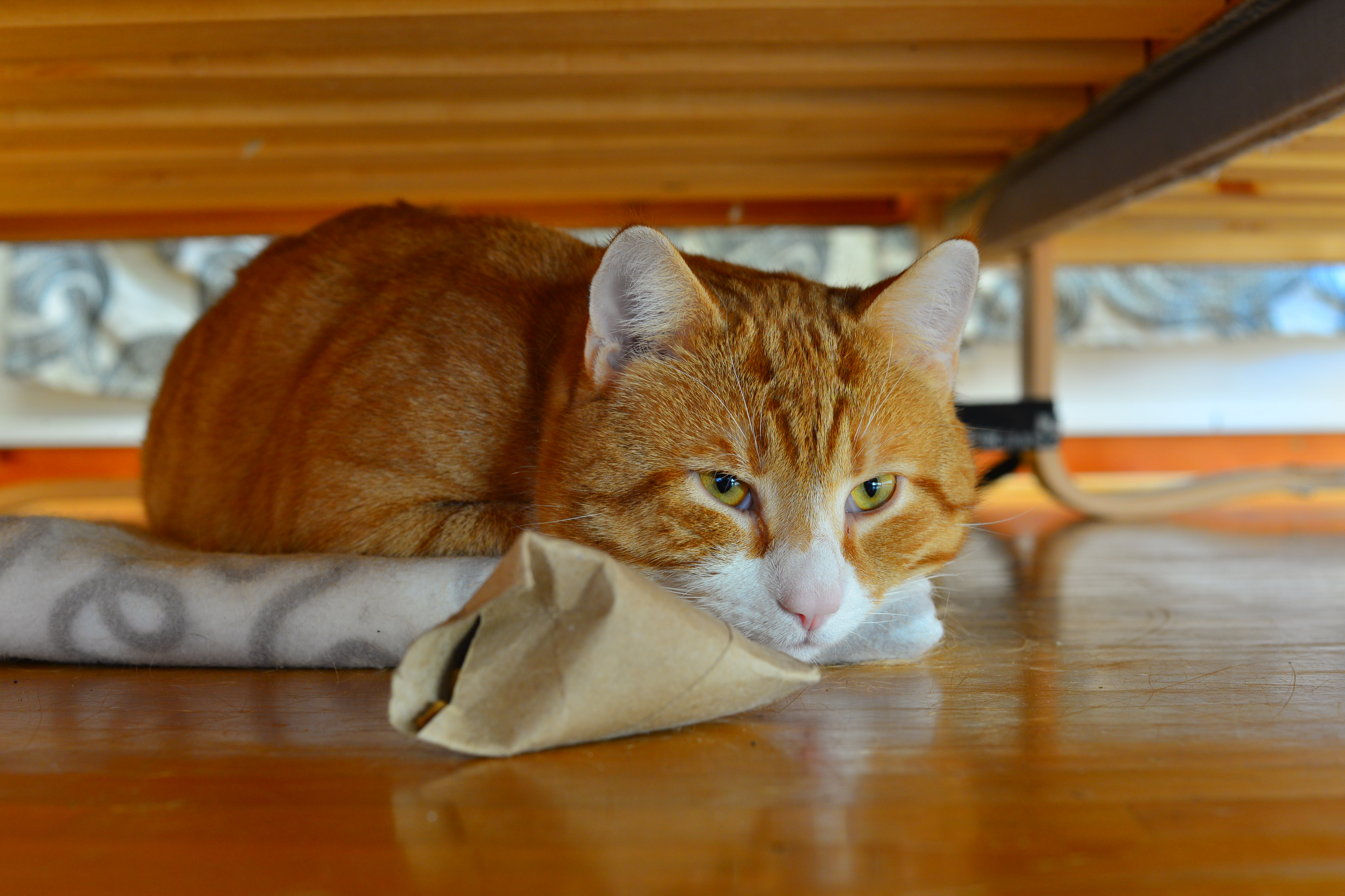Nisse!