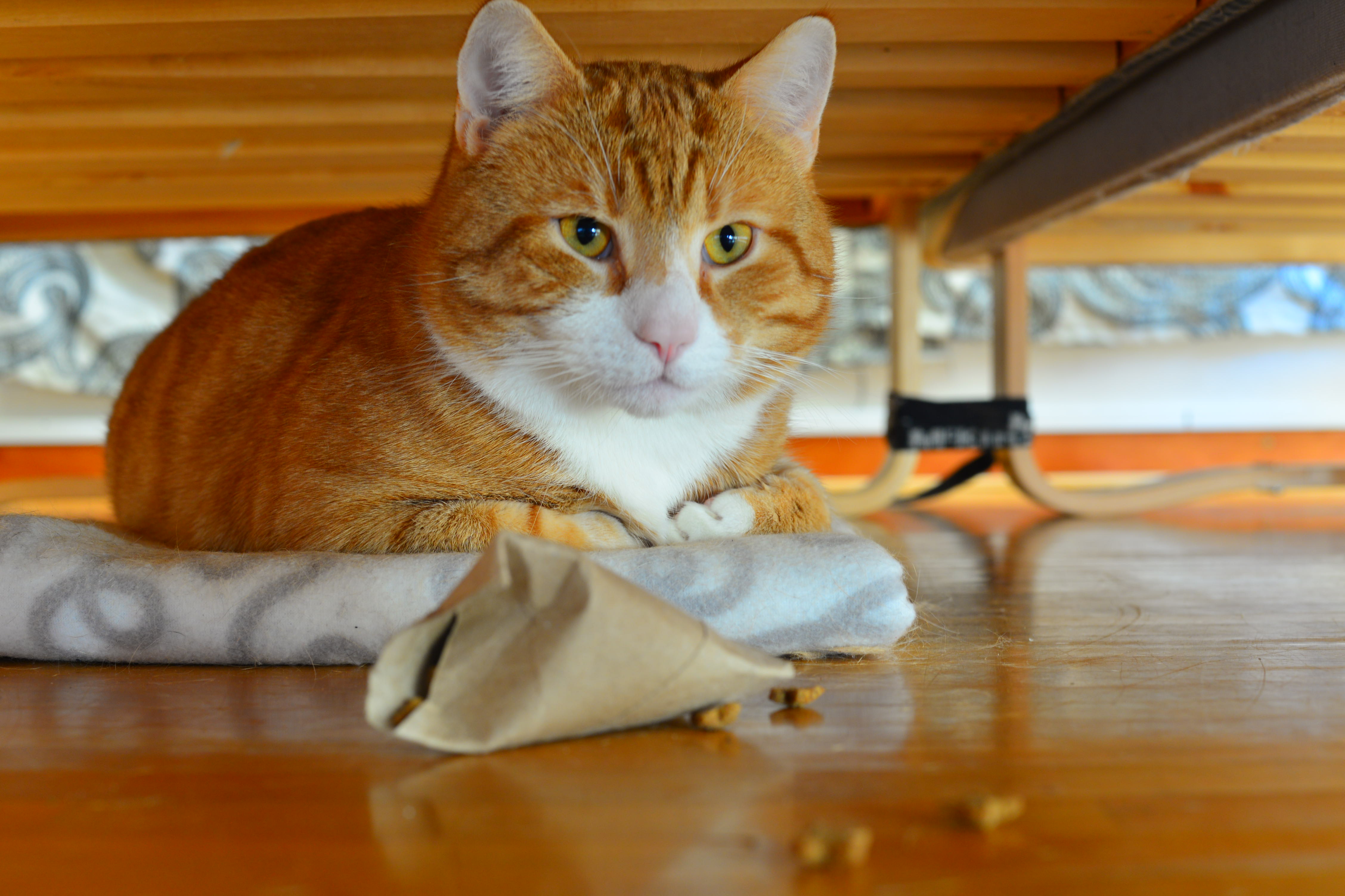 Nisse!