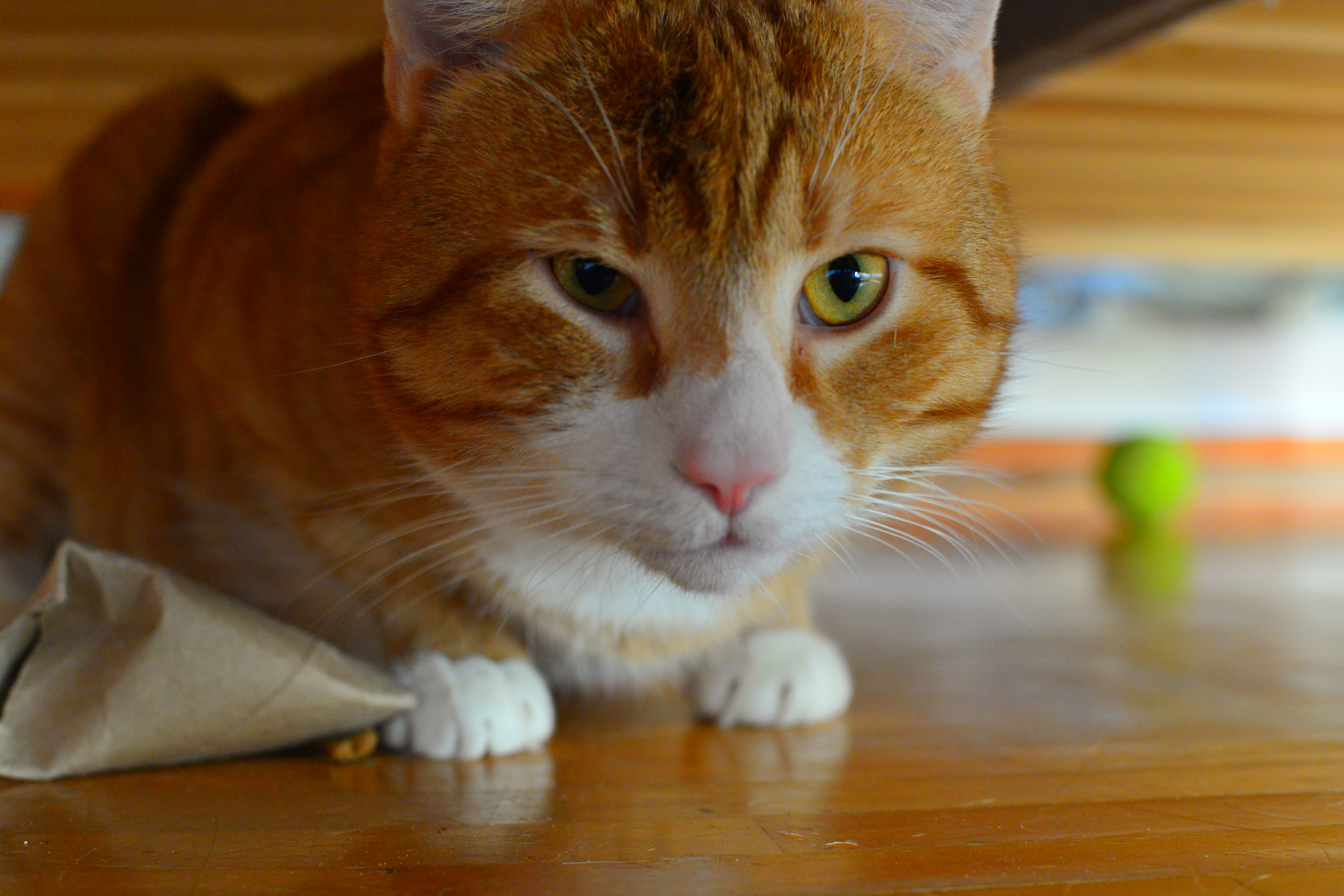 Nisse!