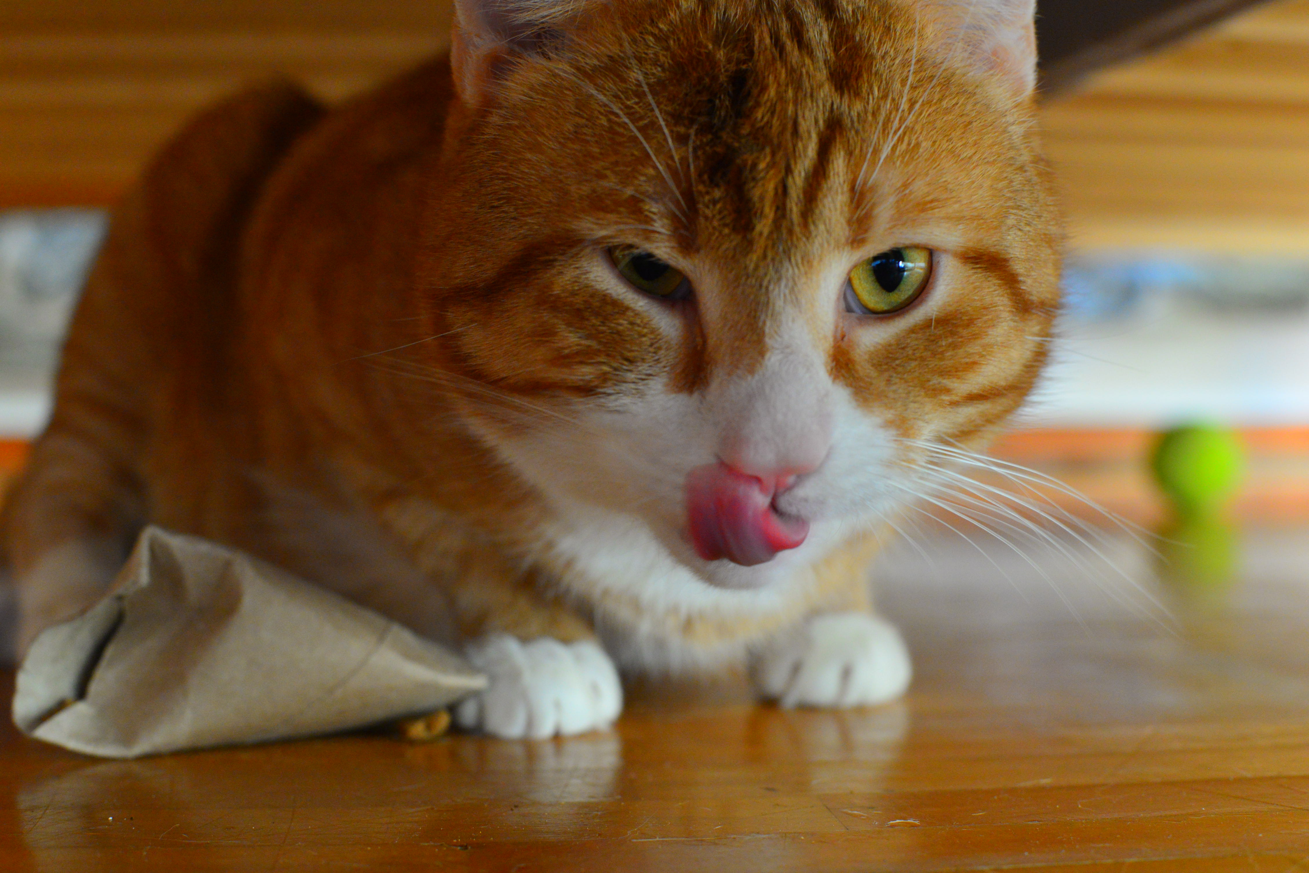 Nisse!