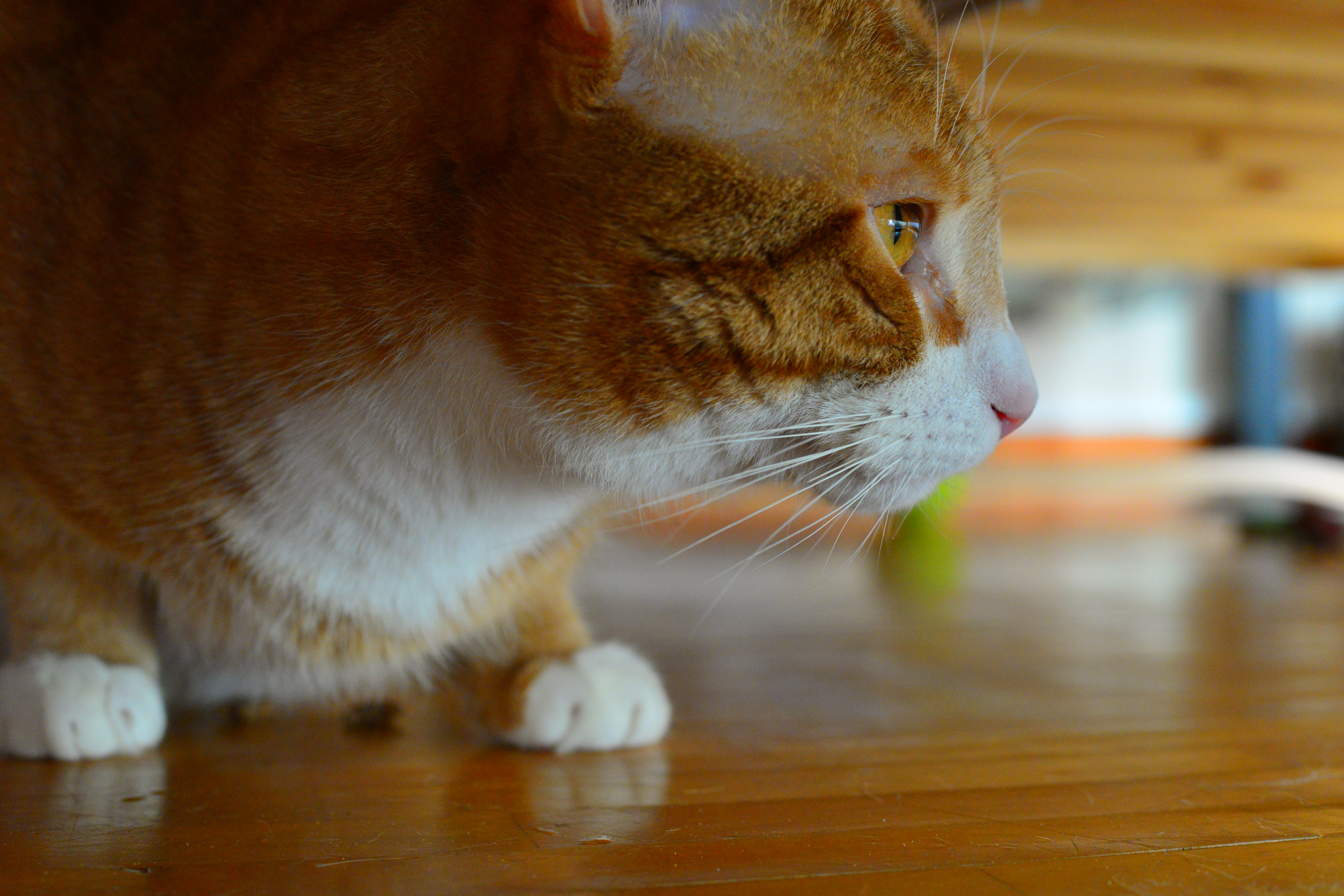 Nisse!