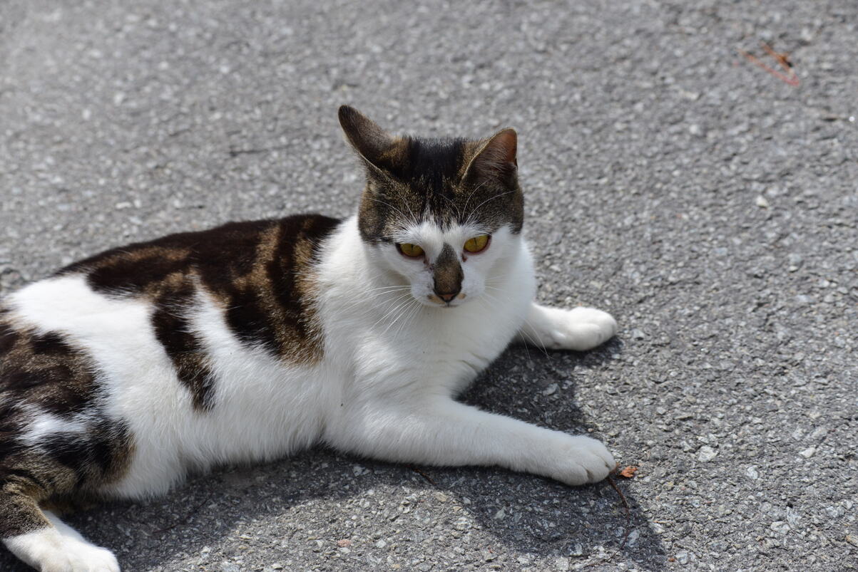 DSC_2155.JPG