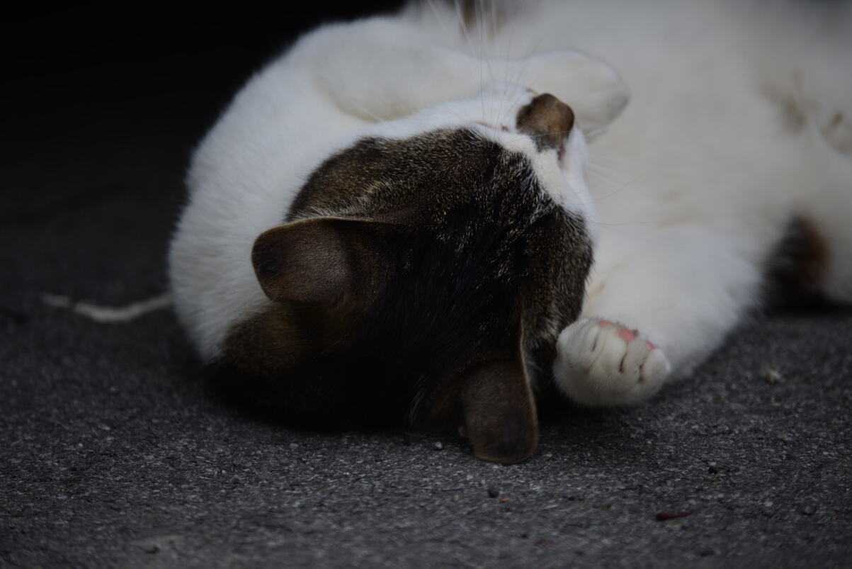 DSC_2172.JPG