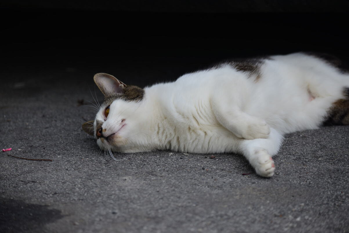 DSC_2176.JPG
