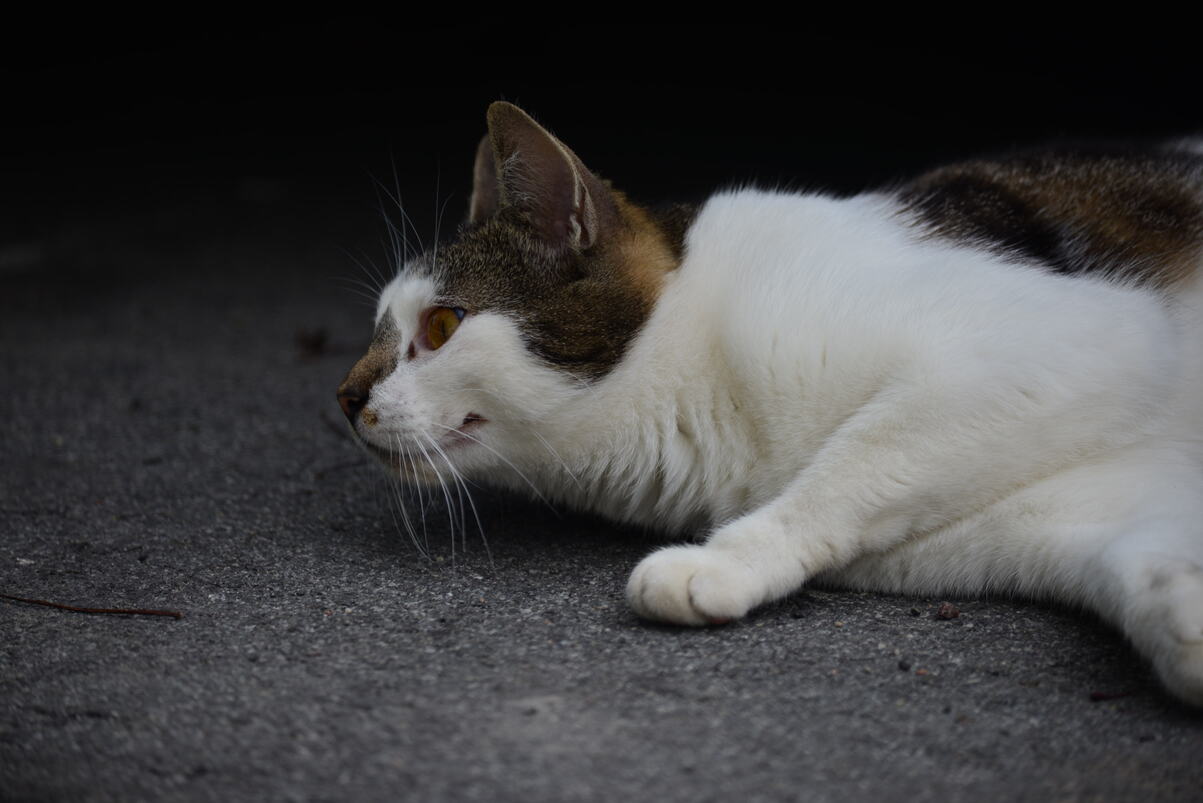 DSC_2179.JPG