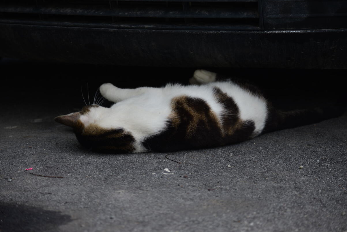 DSC_2182.JPG