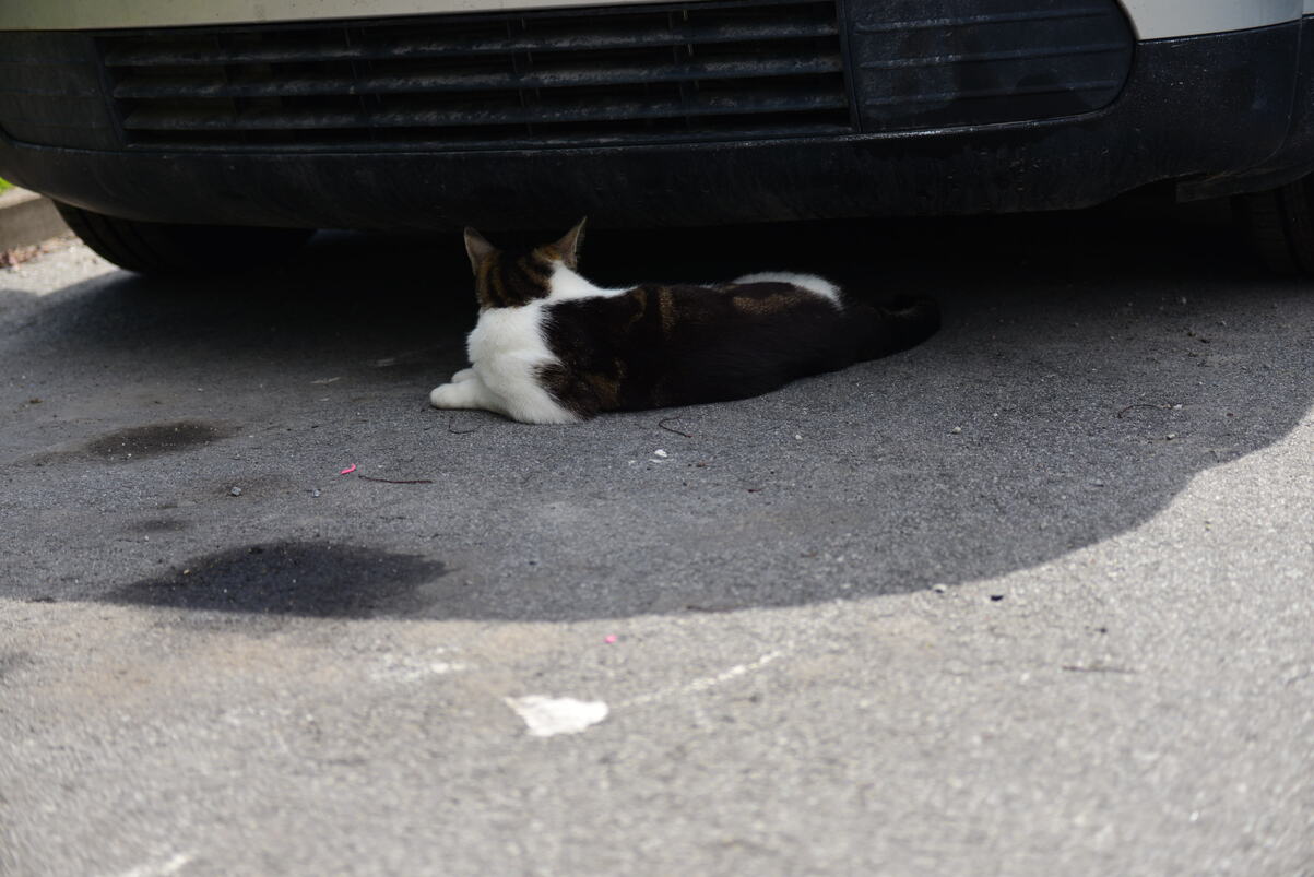 DSC_2195.JPG
