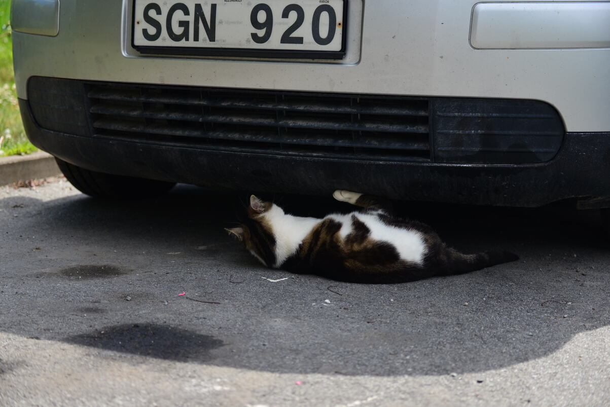DSC_2198.JPG