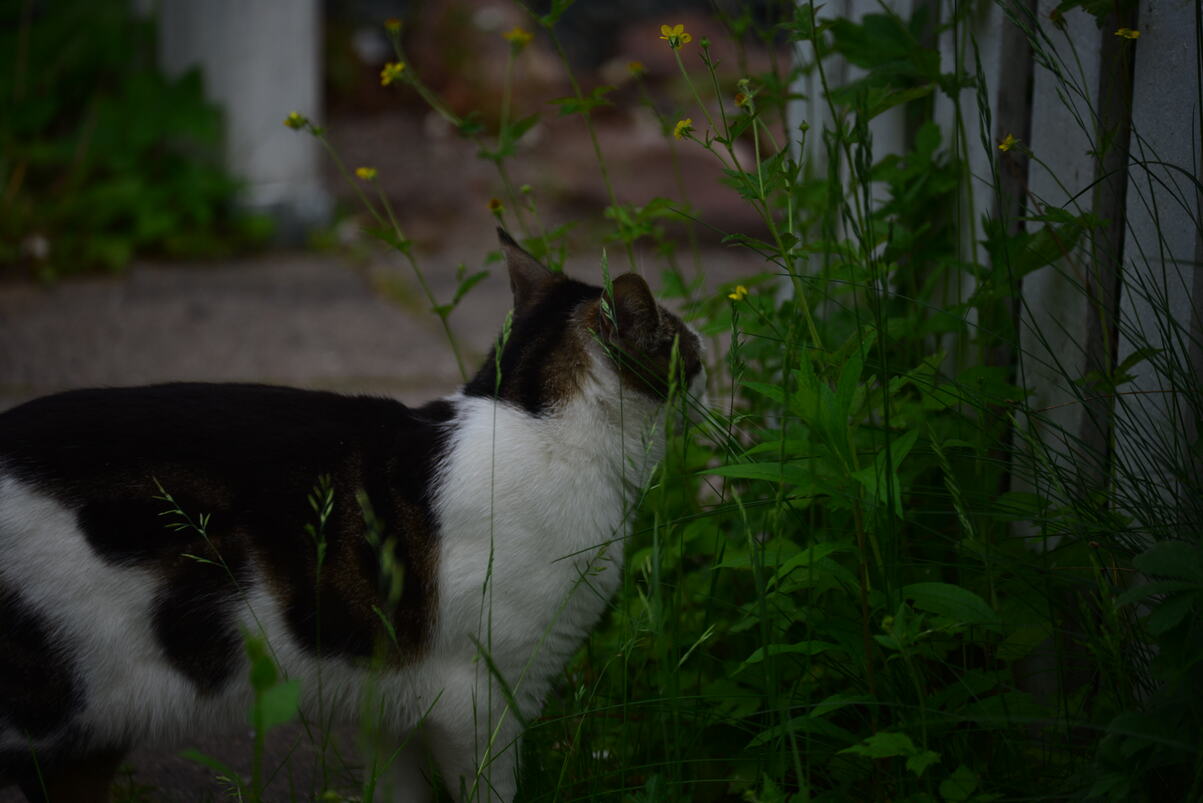 DSC_2206.JPG