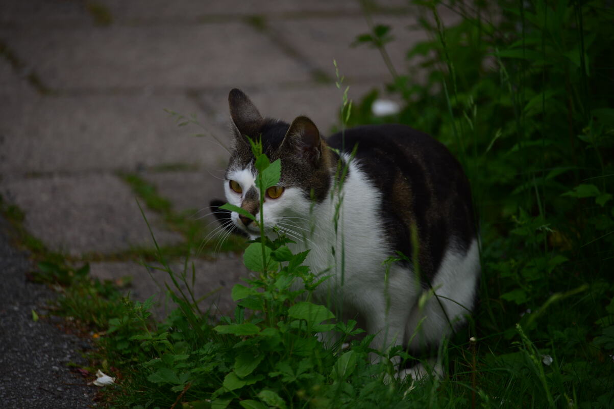 DSC_2208.JPG