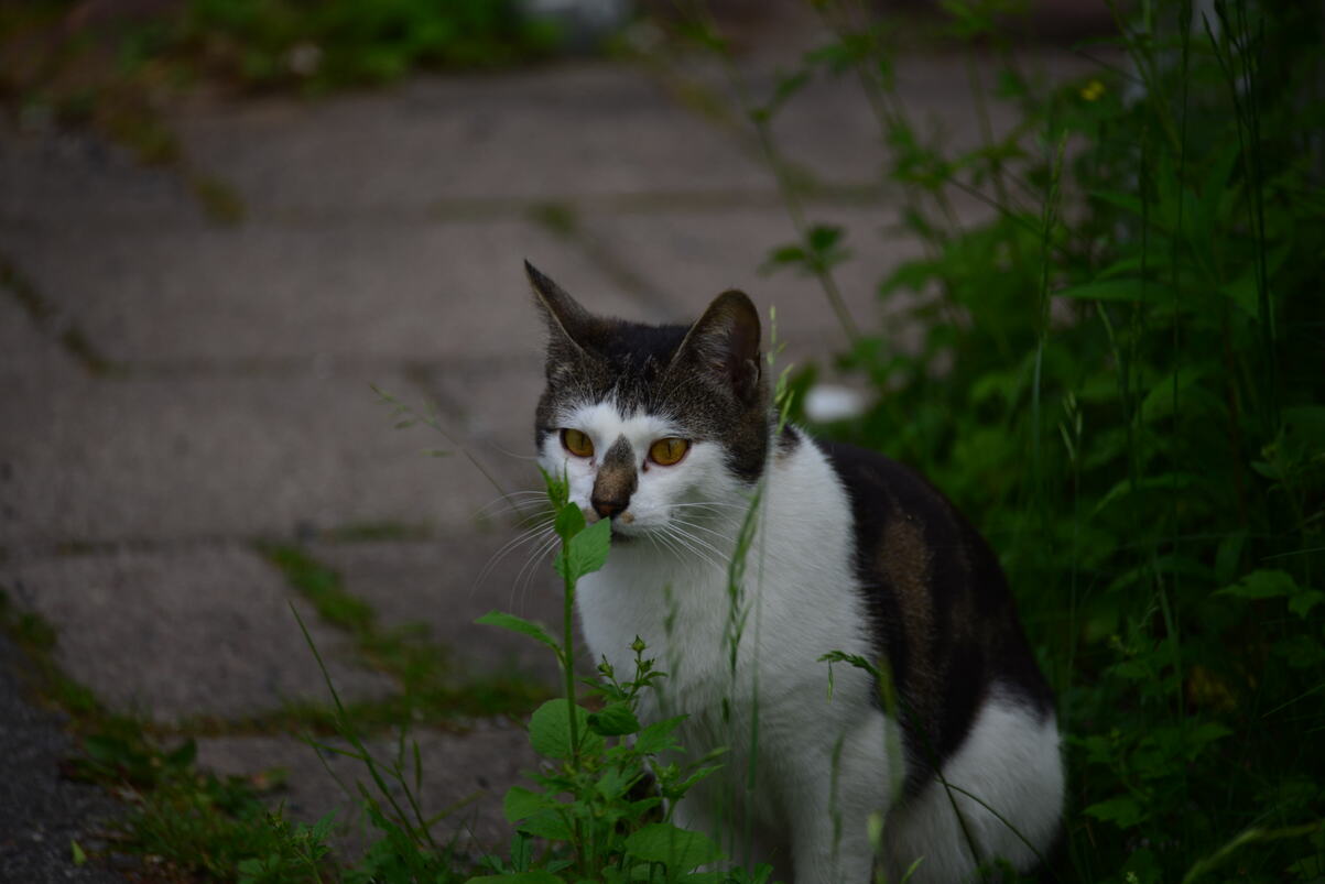 DSC_2210.JPG