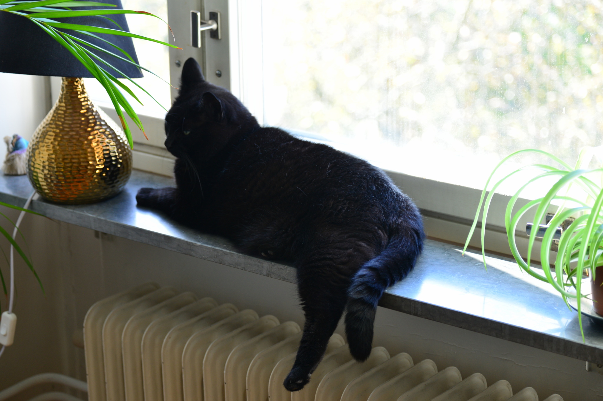 Sotis!
