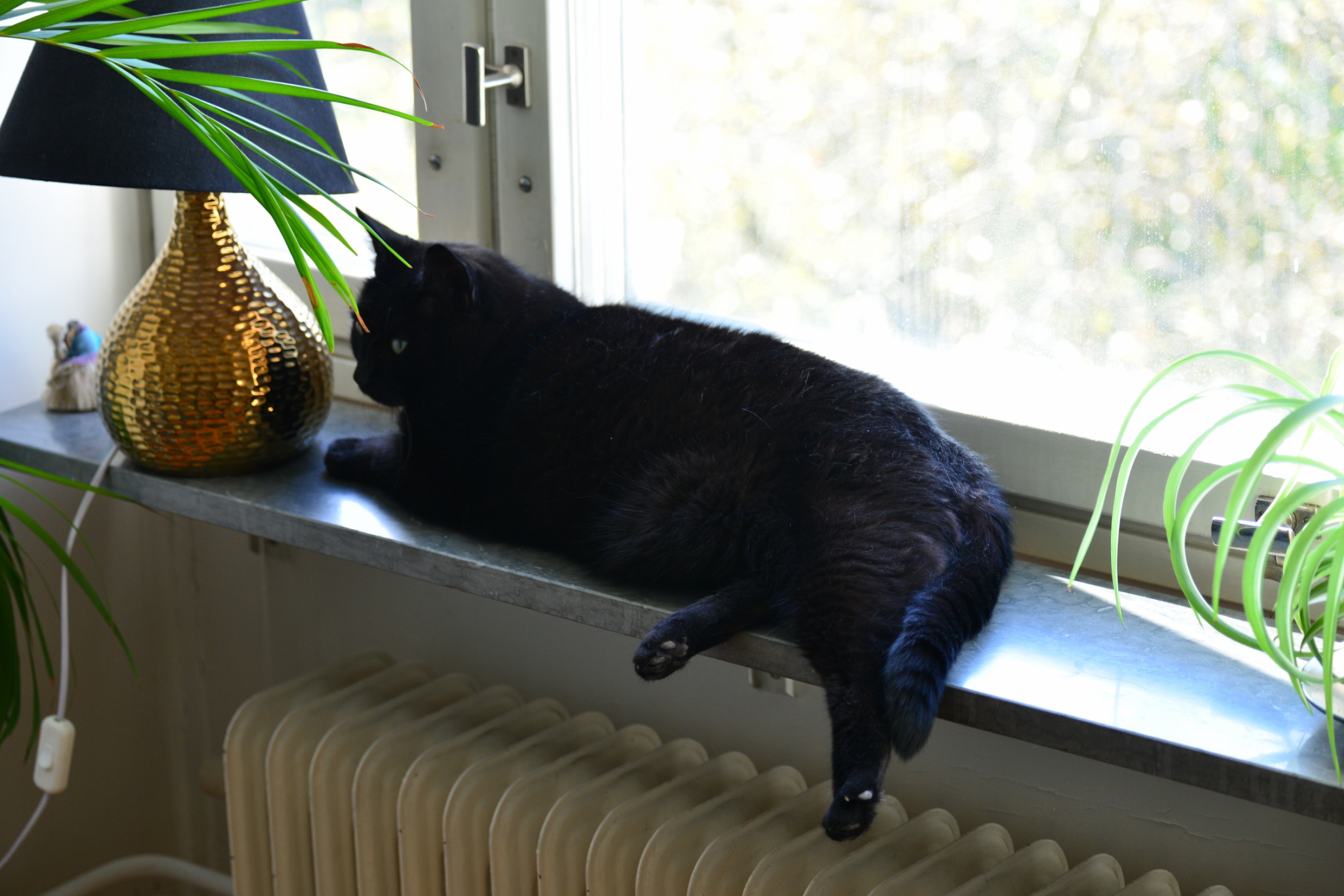 Sotis!