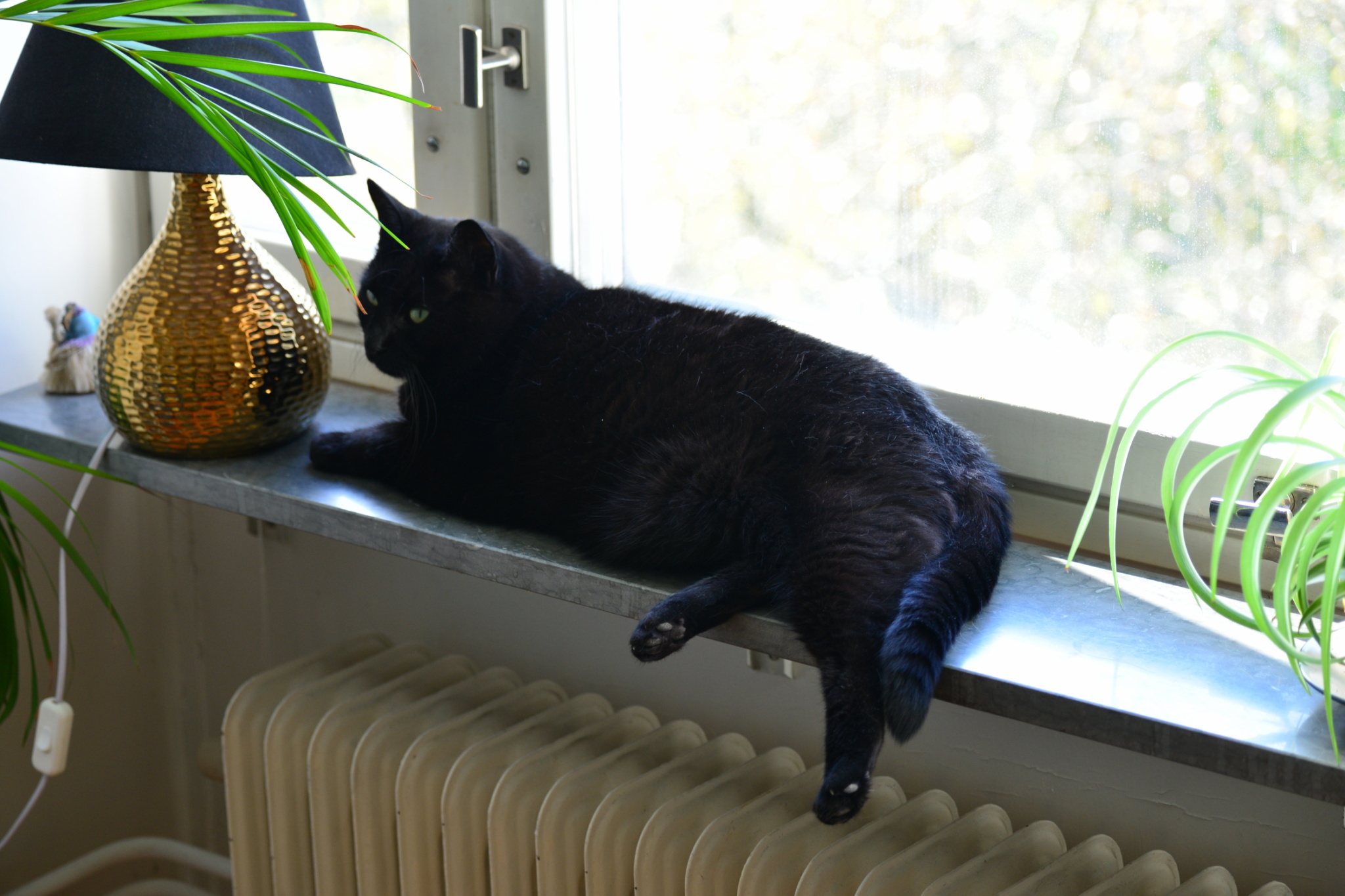 Sotis!